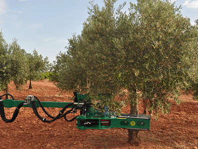 Μάζεμα ελιάς